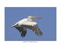 9049 white pelican